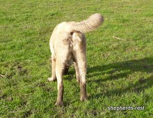 Image of Shepherds Rest Anatolians Samiye of Uludağ