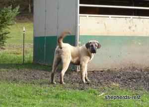 Image of Shepherds Rest Anatolians Samiye of Uludağ