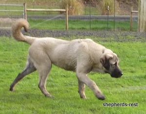 Image of Shepherds Rest Anatolians Samiye of Uludağ Import