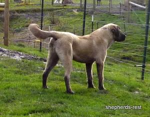 Image of Shepherds Rest Anatolians Samiye of Uludağ