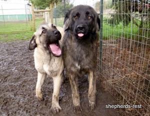 Image of Shepherds Rest Anatolians Samiye of Uludağ