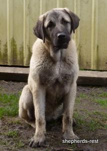 Image of Shepherds Rest Anatolians Samiye of Uludağ