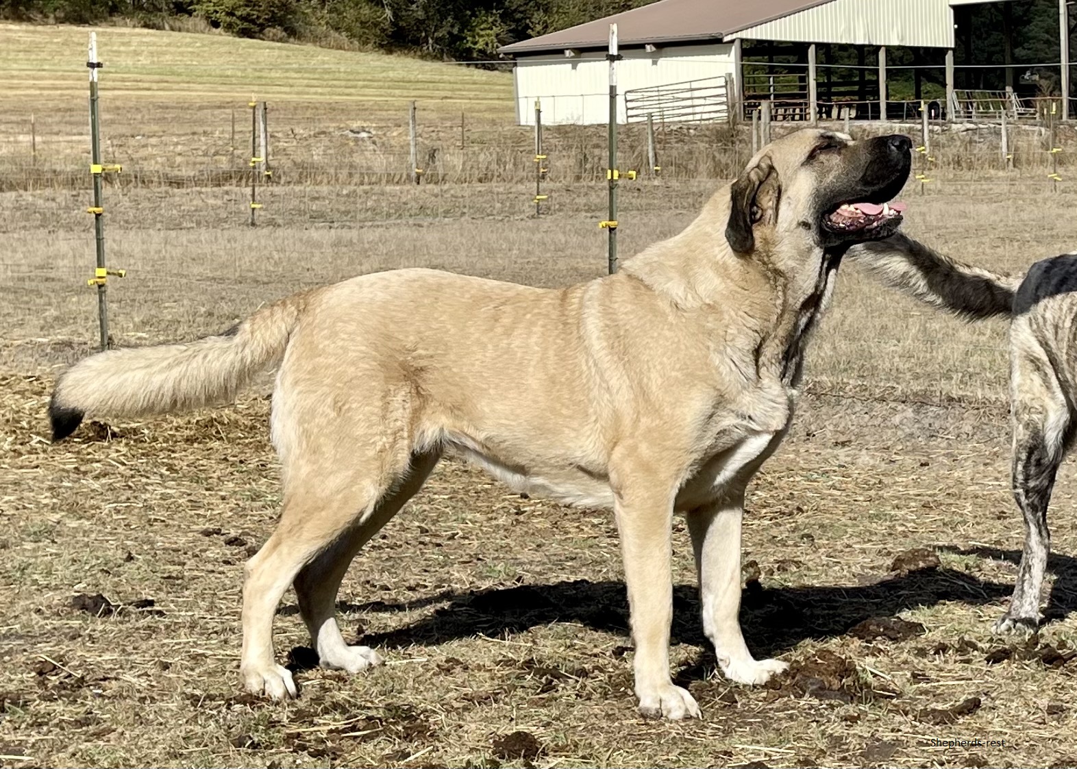 Image of Anatolian Shepherds Rest Yadigar