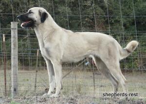 Image of Anatolian Shepherd Marmara Yasmine Import