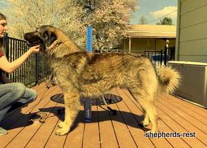 Image of Shepherds Rest Anatolians Durkaya's Ziplayan Ayi Import